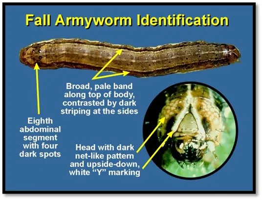 Fall Armyworm Identification infographic showing a larva with eight abdominal segments, a broad pale band on top, dark side stripes, and a head with a dark net-like pattern with a white inverted-Y mark; includes a circular inset close-up of the head.